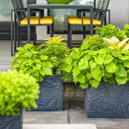 Arborvitae, Anna's Magic Ball® Arborvitae