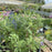 Russian Sage, Denim 'N Lace Russian Sage