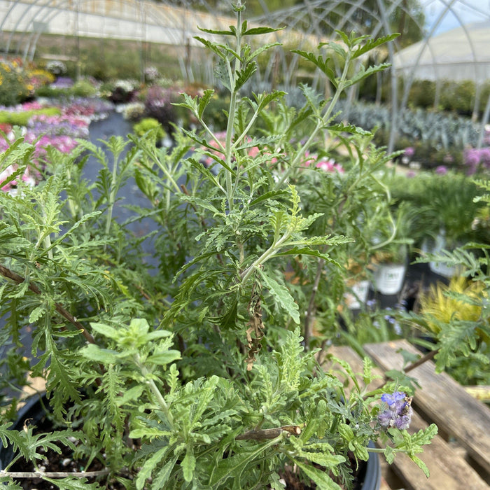 Russian Sage, Denim 'N Lace Russian Sage