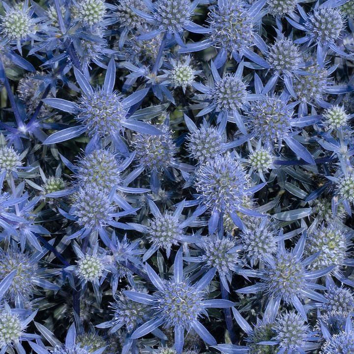 Sea Holly, Blue Glitter Sea Holly