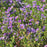 Aster, Aromatic Aster