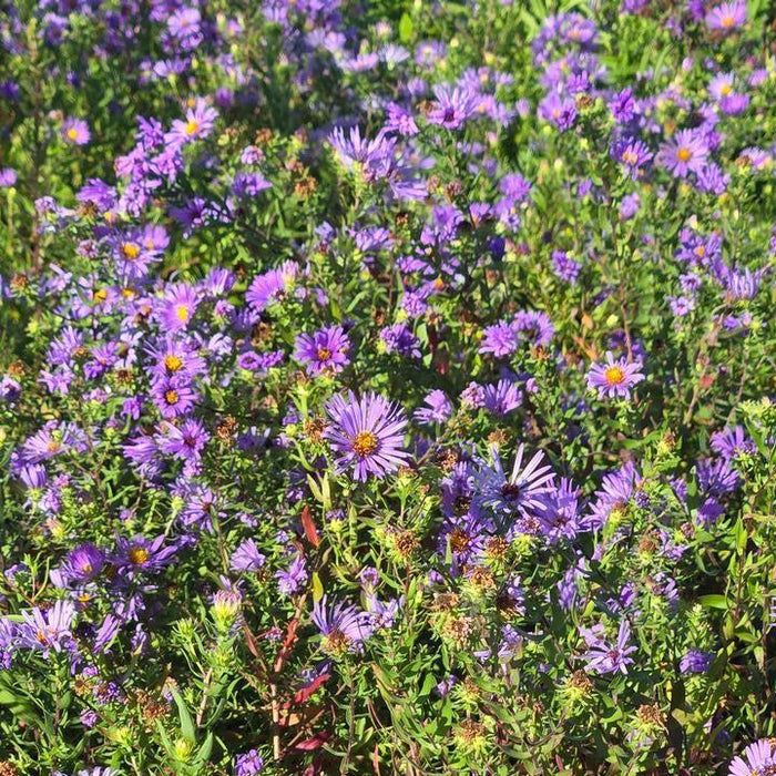 Aster, Aromatic Aster