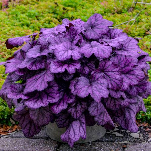 Coral Bells, Primo® Wild Rose Heuchera