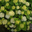 Hydrangea, First Editions® FlowerFull™ Smooth Smooth Hydrangea