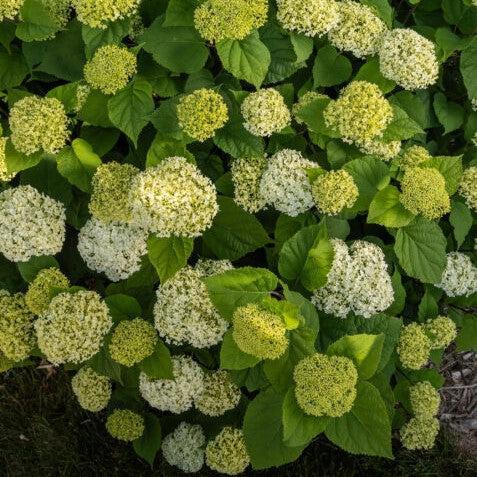 Hydrangea, First Editions® FlowerFull™ Smooth Smooth Hydrangea
