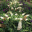 Butterfly Bush, Pugster White® Butterfly Bush