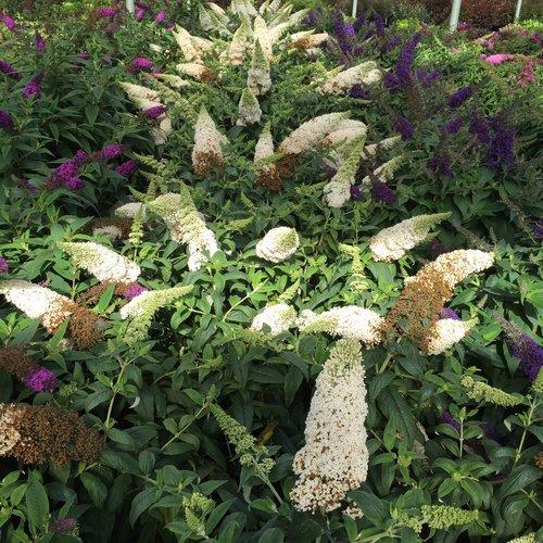 Butterfly Bush, Pugster White® Butterfly Bush