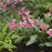 Lungwort, Pretty in Pink Lungwort