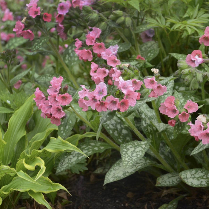 Lungwort, Pretty in Pink Lungwort