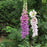 Foxglove, Dalmatian Purple Foxglove