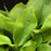 Hosta, Guacamole Hosta