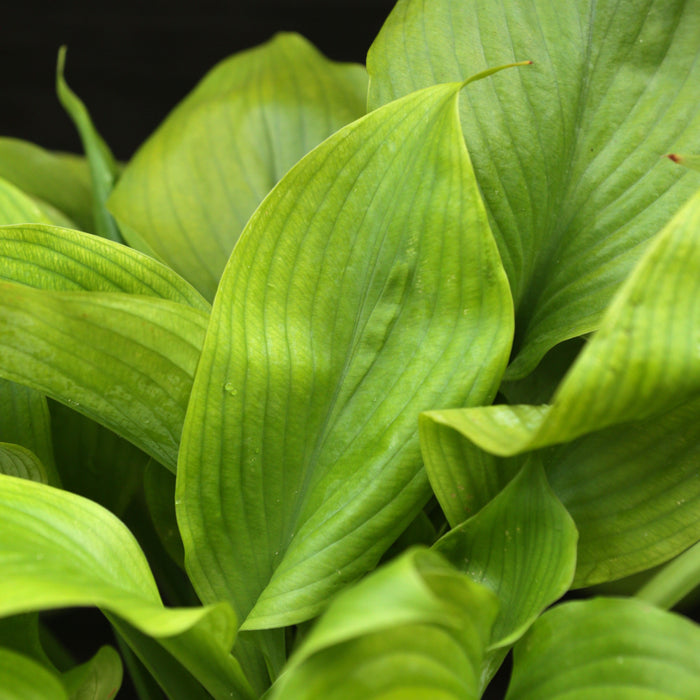 Hosta, Guacamole Hosta