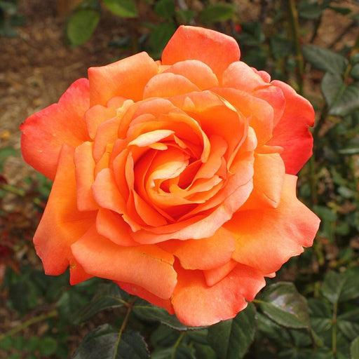 Rose, Voodoo Rose