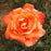 Rose, Voodoo Rose