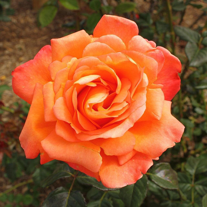 Rose, Voodoo Rose