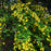 Kerria, Golden Guinea Japanese Kerria