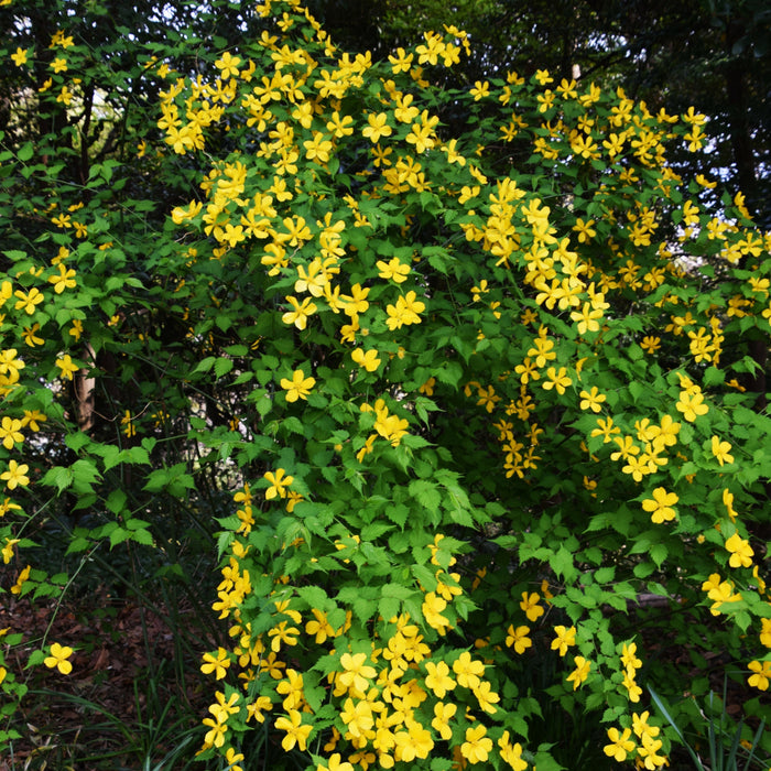 Kerria, Golden Guinea Japanese Kerria