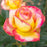 Rose, Enchanted Peace™ Hybrid Tea Rose