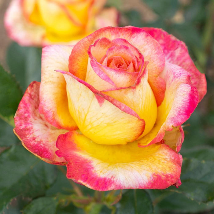 Rose, Enchanted Peace™ Hybrid Tea Rose