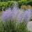 Russian Sage