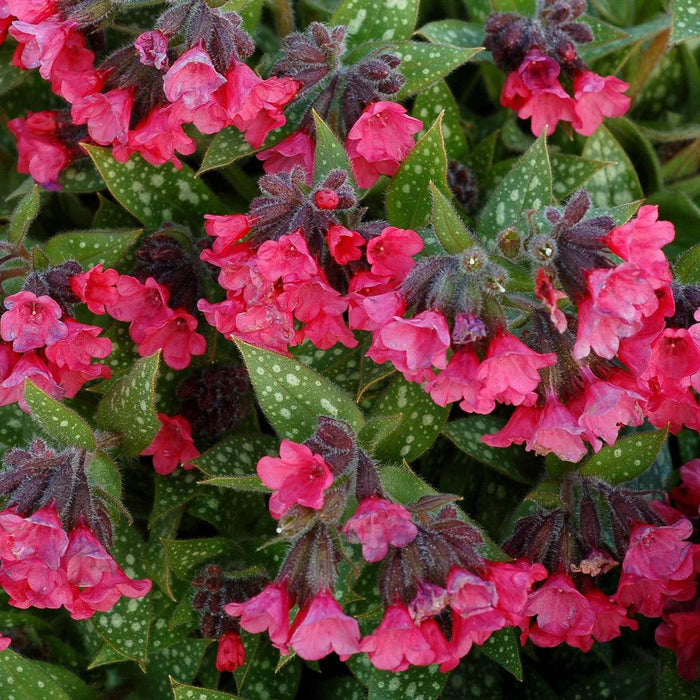 Lungwort, Shrimps on the Barbie Lungwort