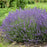 Lavender, Imperial Gem Lavender