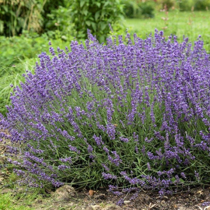 Lavender, Imperial Gem Lavender