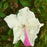 Azalea, Encore Autumn Lily Azalea