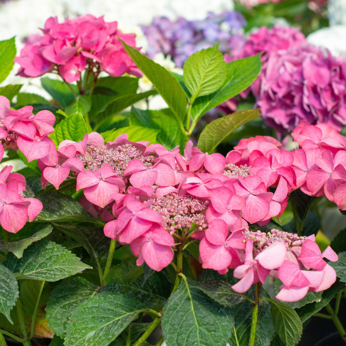 Hydrangea, Endless Summer® Pop Star® Macrophylla Hydrangea