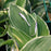 Hosta, Francee Hosta