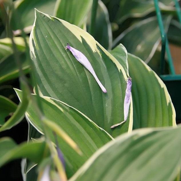 Hosta, Francee Hosta