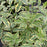 Elderberry, Instant Karma® Elderberry
