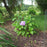 Hydrangea, Endless Summer® Bloomstruck® Hydrangea