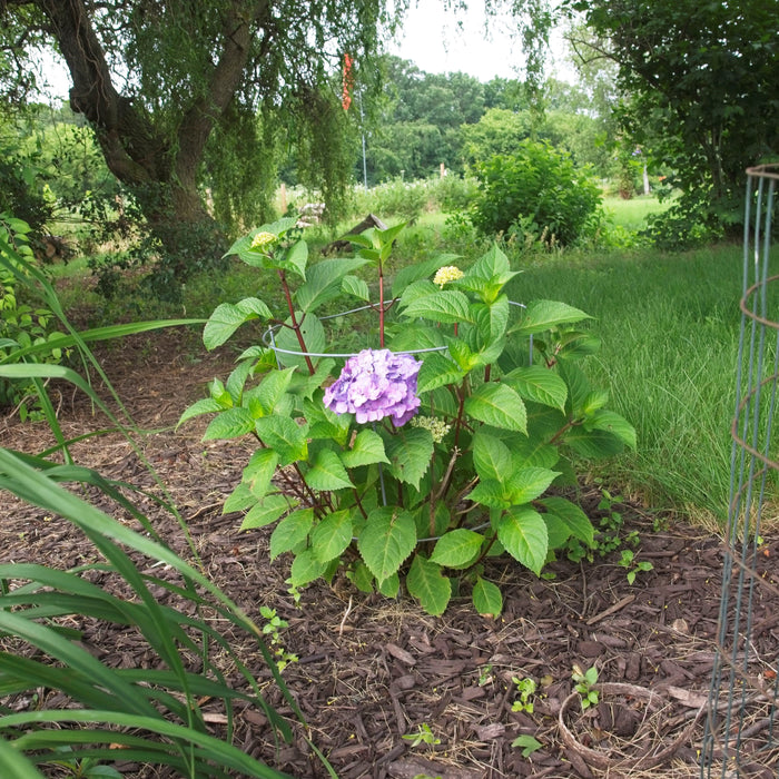 Hydrangea, Endless Summer® Bloomstruck® Hydrangea