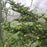 Fir, Fraser Fir