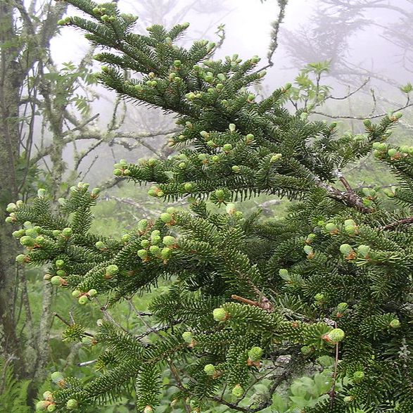Fir, Fraser Fir