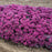 Sedum, Rock 'N Round™ Superstar Stonecrop