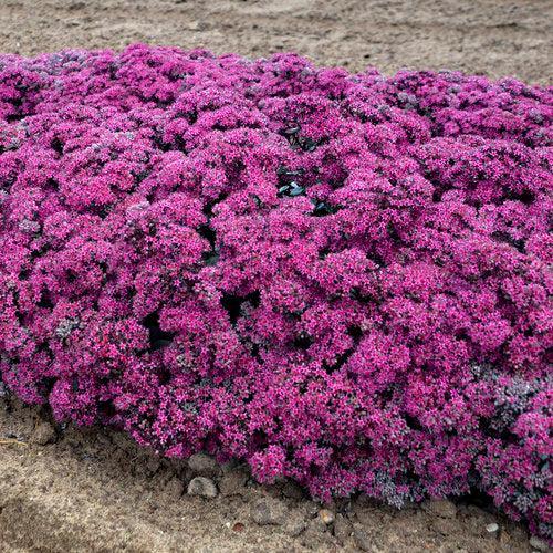 Sedum, Rock 'N Round™ Superstar Stonecrop