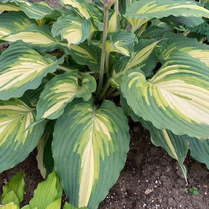 Hosta, PW® Shadowland® Love Story Hosta