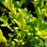 Holly, Drops of Gold Japanese Holly