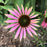 Coneflower, Green Twister Echinacea