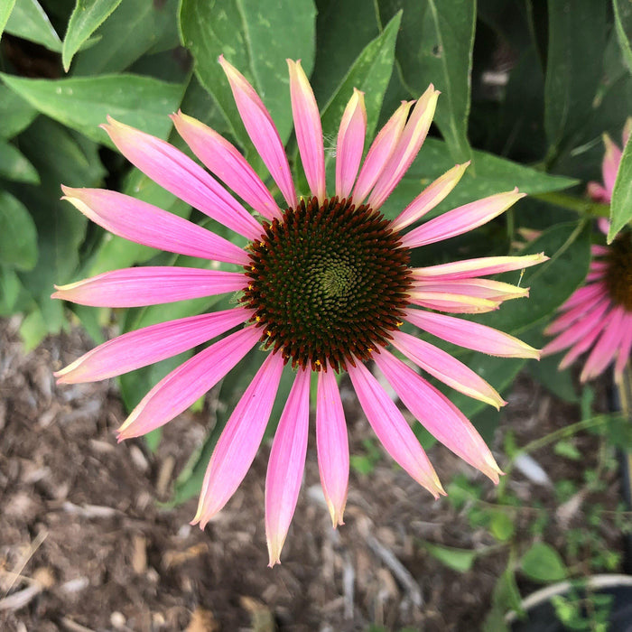 Coneflower, Green Twister Echinacea