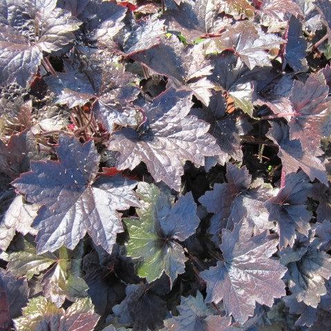 Coral Bells, Blackout Coral Bells