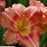 Daylily, Rosy Returns Daylily