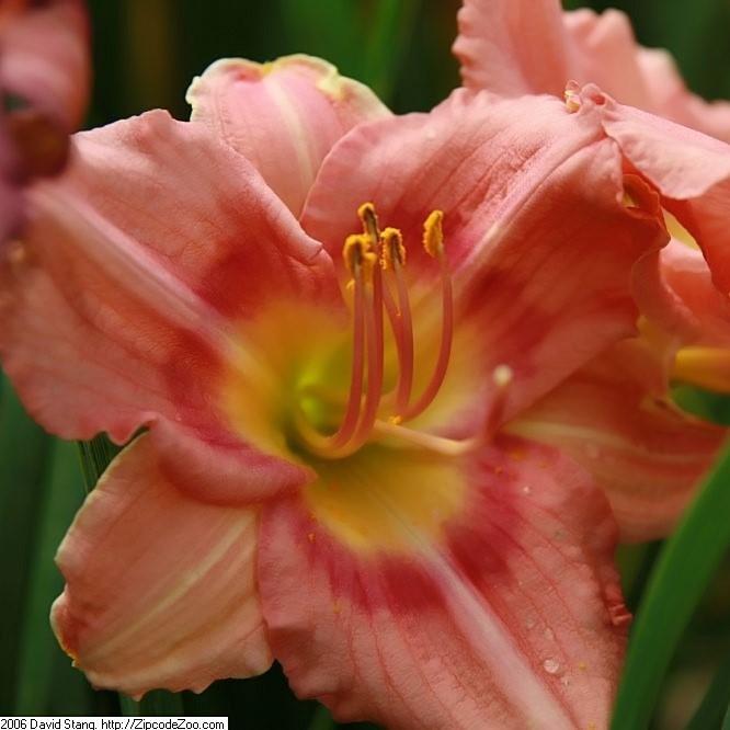 Daylily, Rosy Returns Daylily