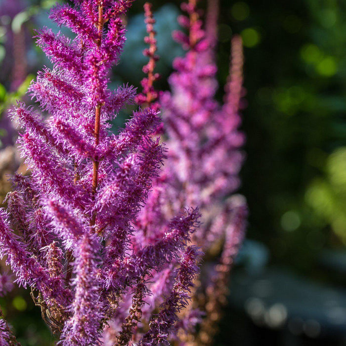 Astilbe, Purple Candles Astilbe