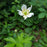 Anemone, Tall Thimbleweed