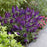Butterfly Bush, Butterfly Candy® Li'l Grape™ Butterfly Bush