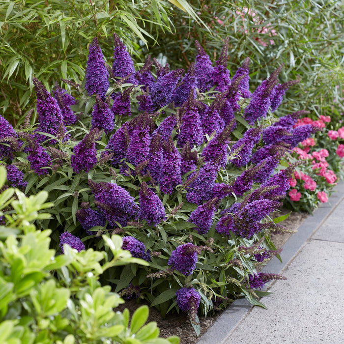Butterfly Bush, Butterfly Candy® Li'l Grape™ Butterfly Bush