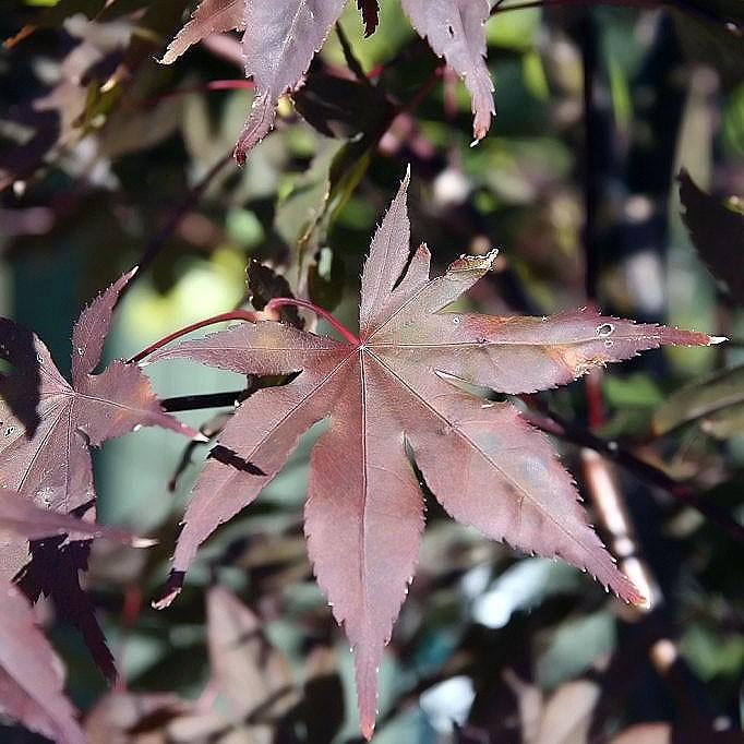 Maple, Bloodgood Japanese Maple